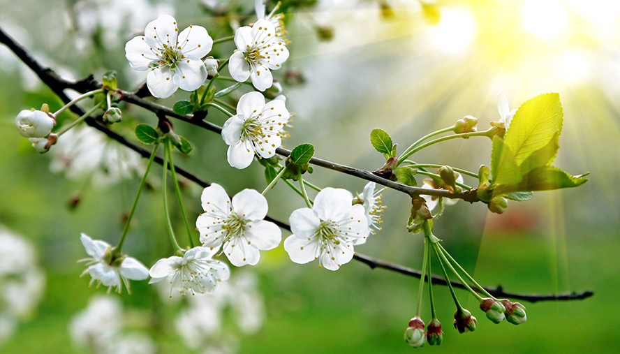 Blooming tree