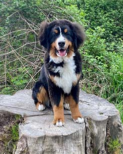 Bernese dog