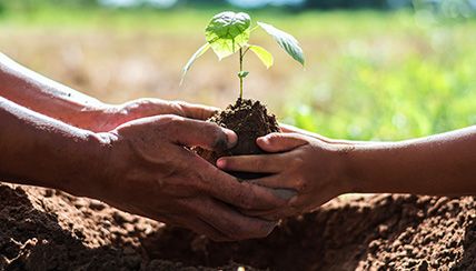 Hands planting a tree