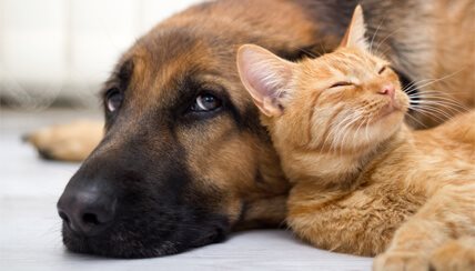 dog and cat