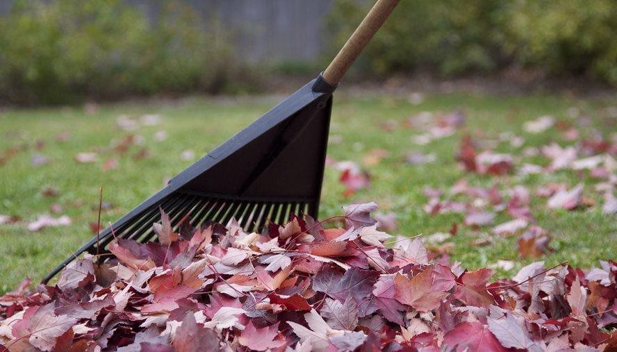 raking fall leaves