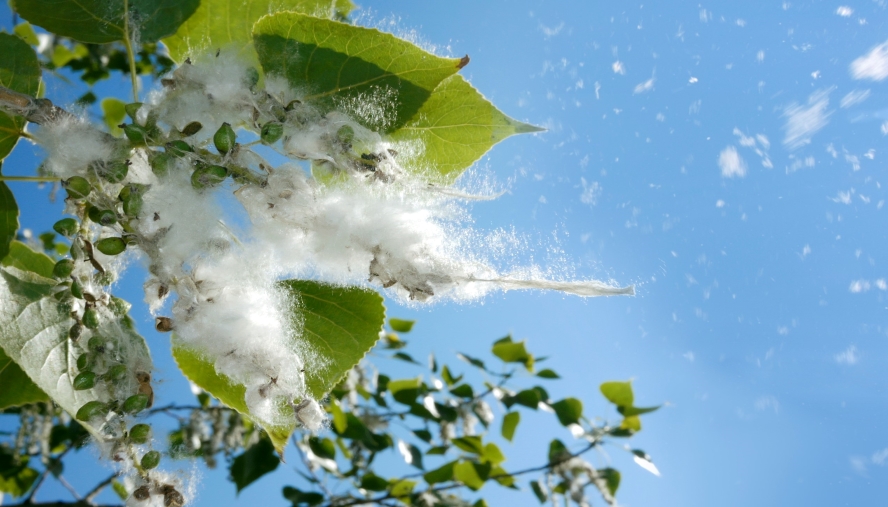 Cottonwood Trees 