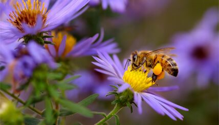 bee pollenating a flower